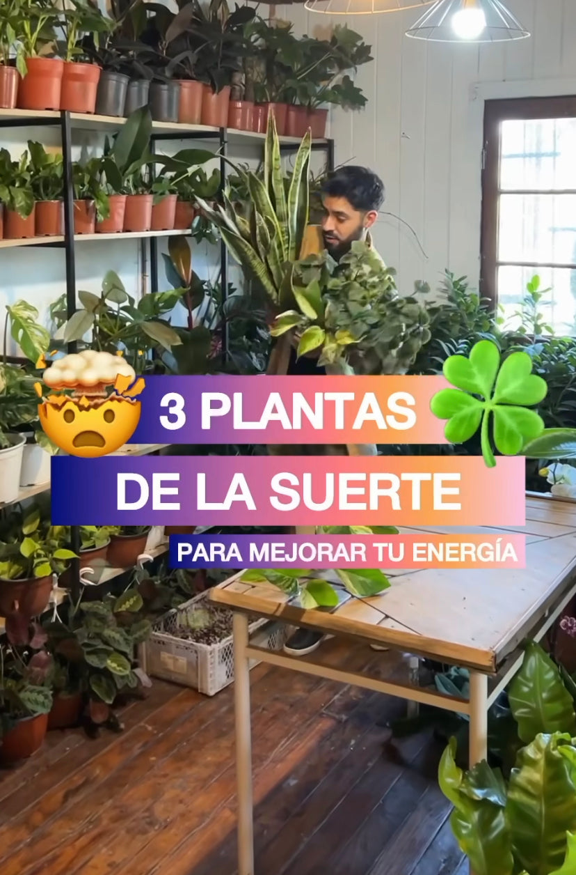 Pack Plantas de la Suerte