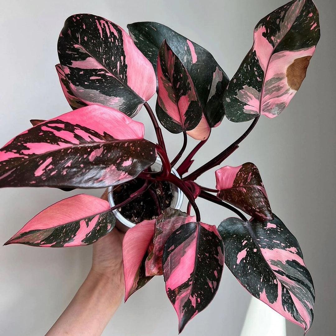 Filodendro Pink Princess Galaxy