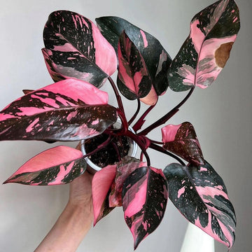 Filodendro Pink Princess Galaxy