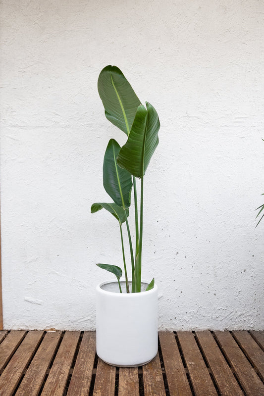 Box 4 Plantas XL