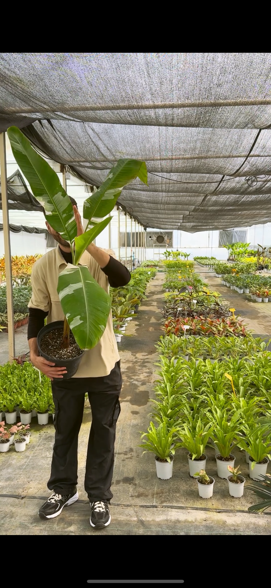 Banano Musa Variegado XL