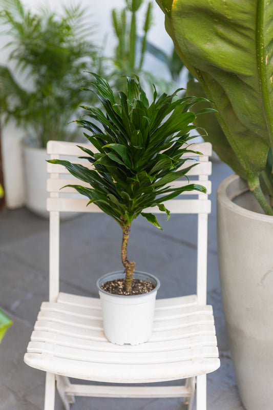 Dracena Compacta Janet Craig