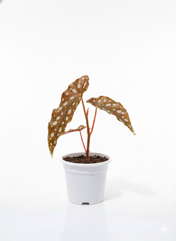 Begonia Maculata