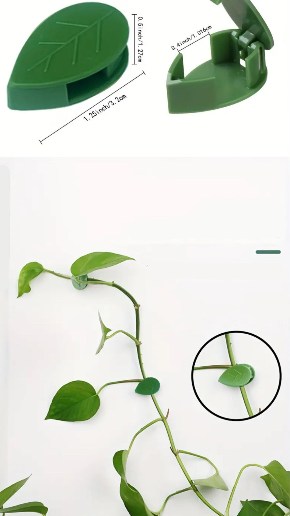 Fijador Adhesivo - Guía De Plantas Enredaderas
