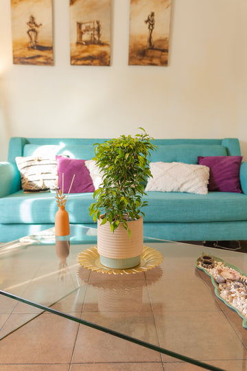 Ficus Bonsai