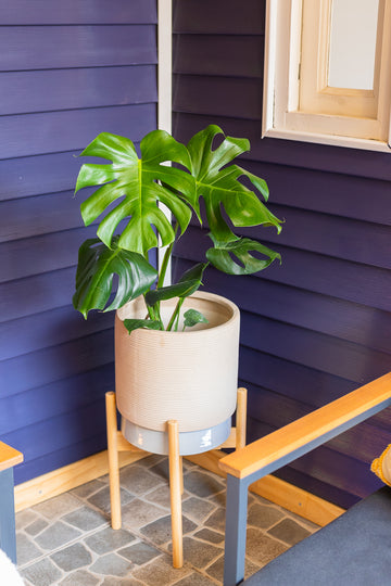 Monstera