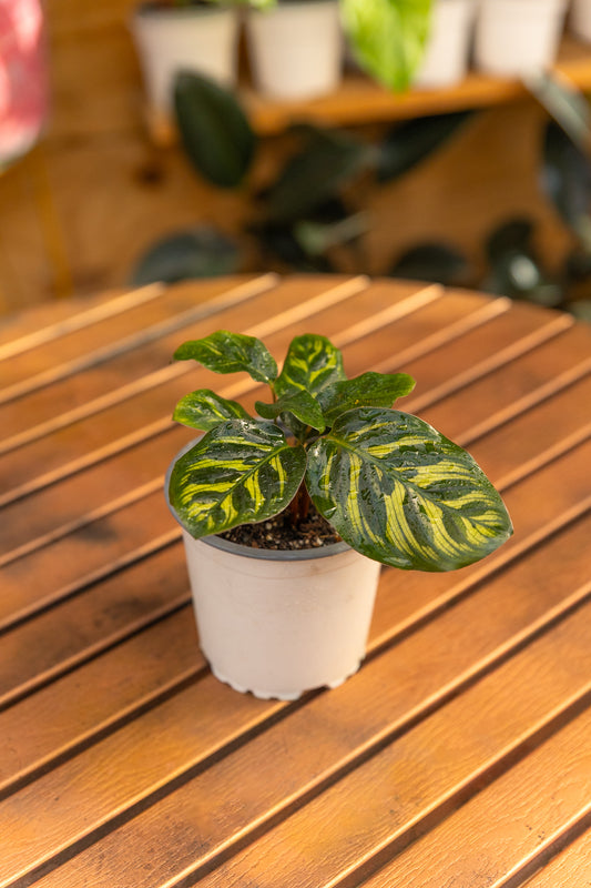 Calathea Makoyana