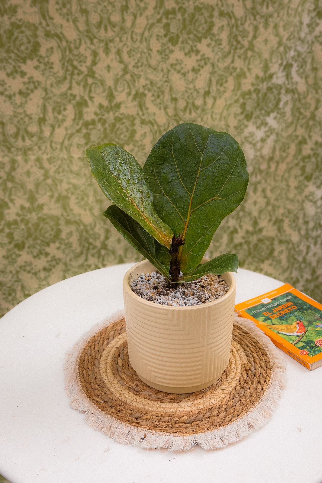 Ficus Lyrata