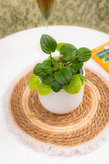 Peperomia Rana Verde