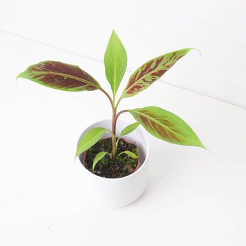 Musa Acuminata Zebrina