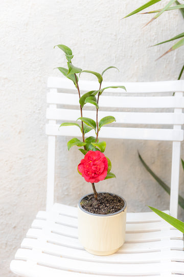 Camelia 🌺
