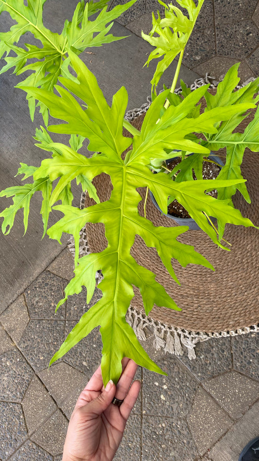 Filodendro Warscewiczii