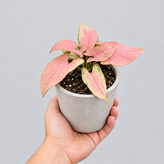 SIngonio Pink Neon