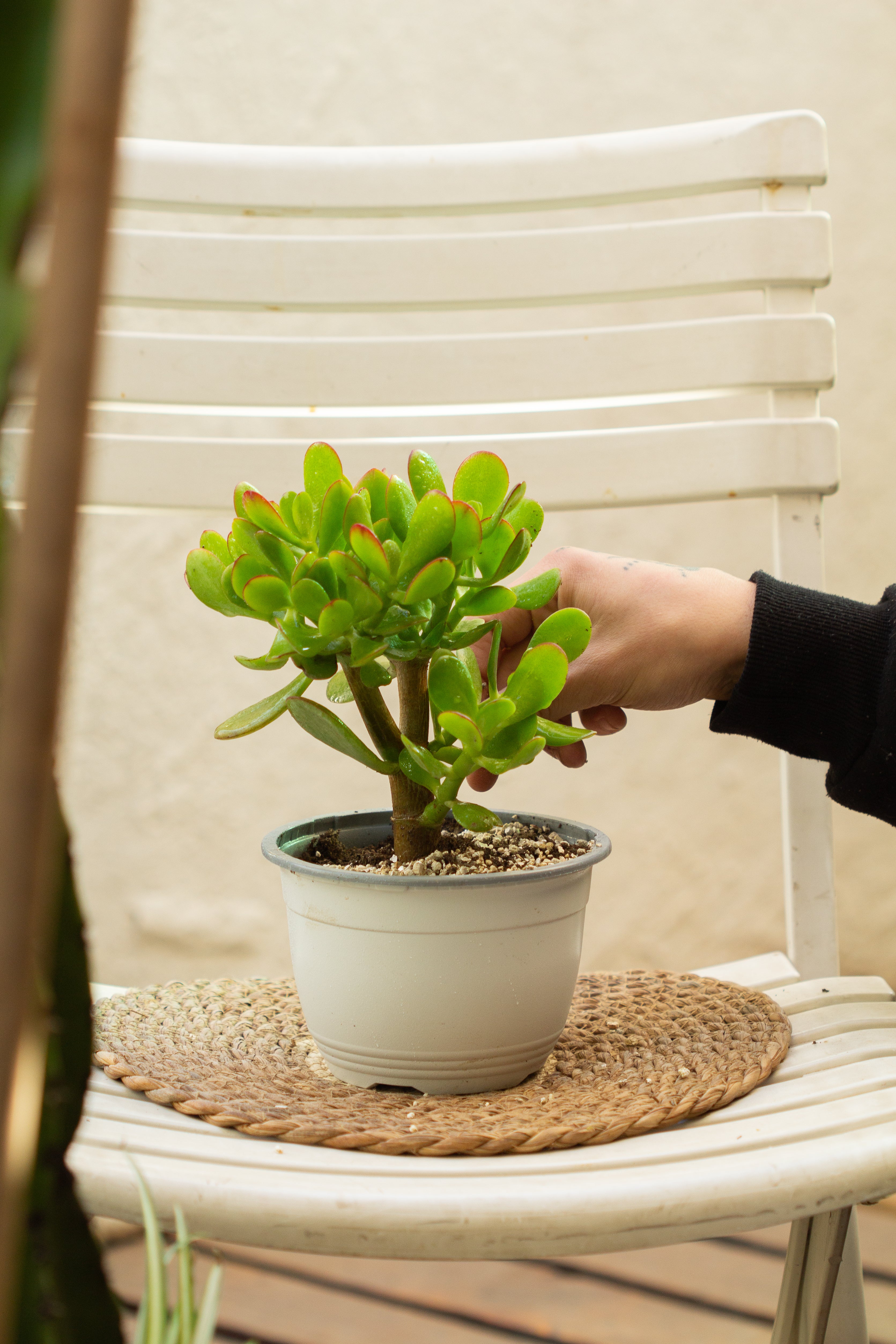 planta jade interior Jade Crassula Ovata | Planta suculenta de interior
