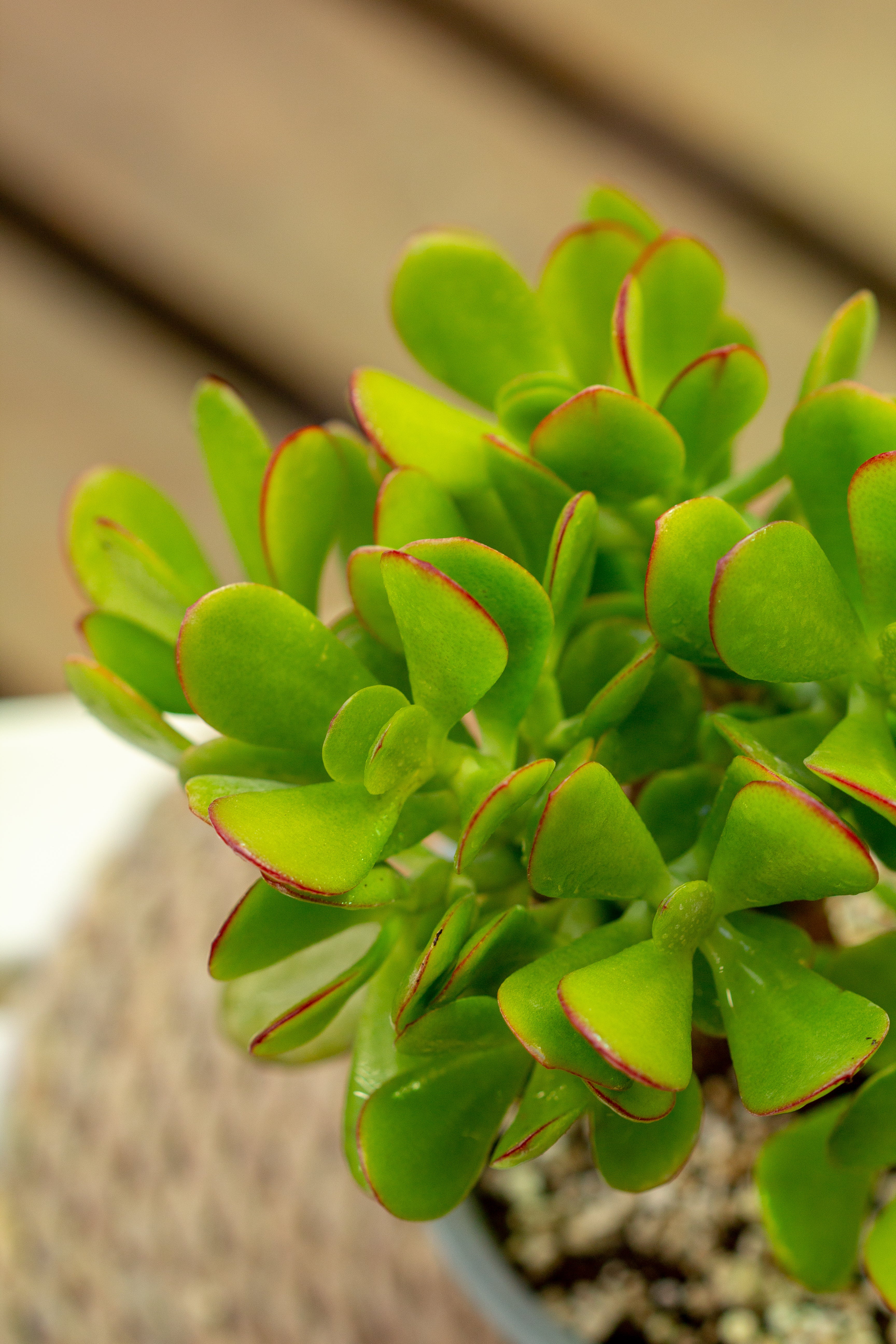 planta jade interior Jade Crassula Ovata | Planta suculenta de interior