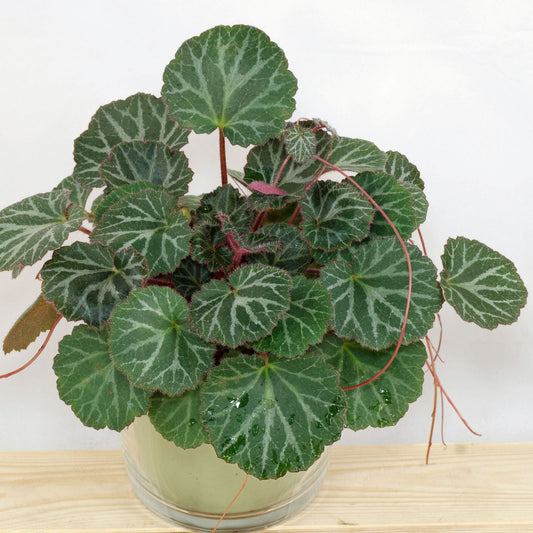 Saxifraga Stolonifera