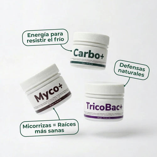 Pack Otoño