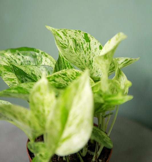 Pothus Marble Queen