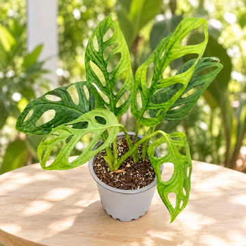 Monstera oblicua M11