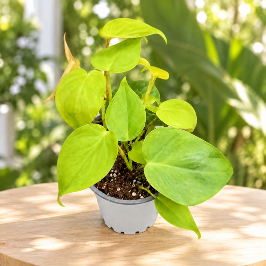 Philodendron cordatum lemon M11