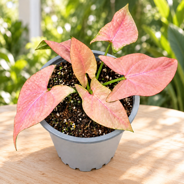 Syngonium neon M11