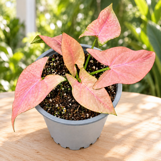 Syngonium neon M11
