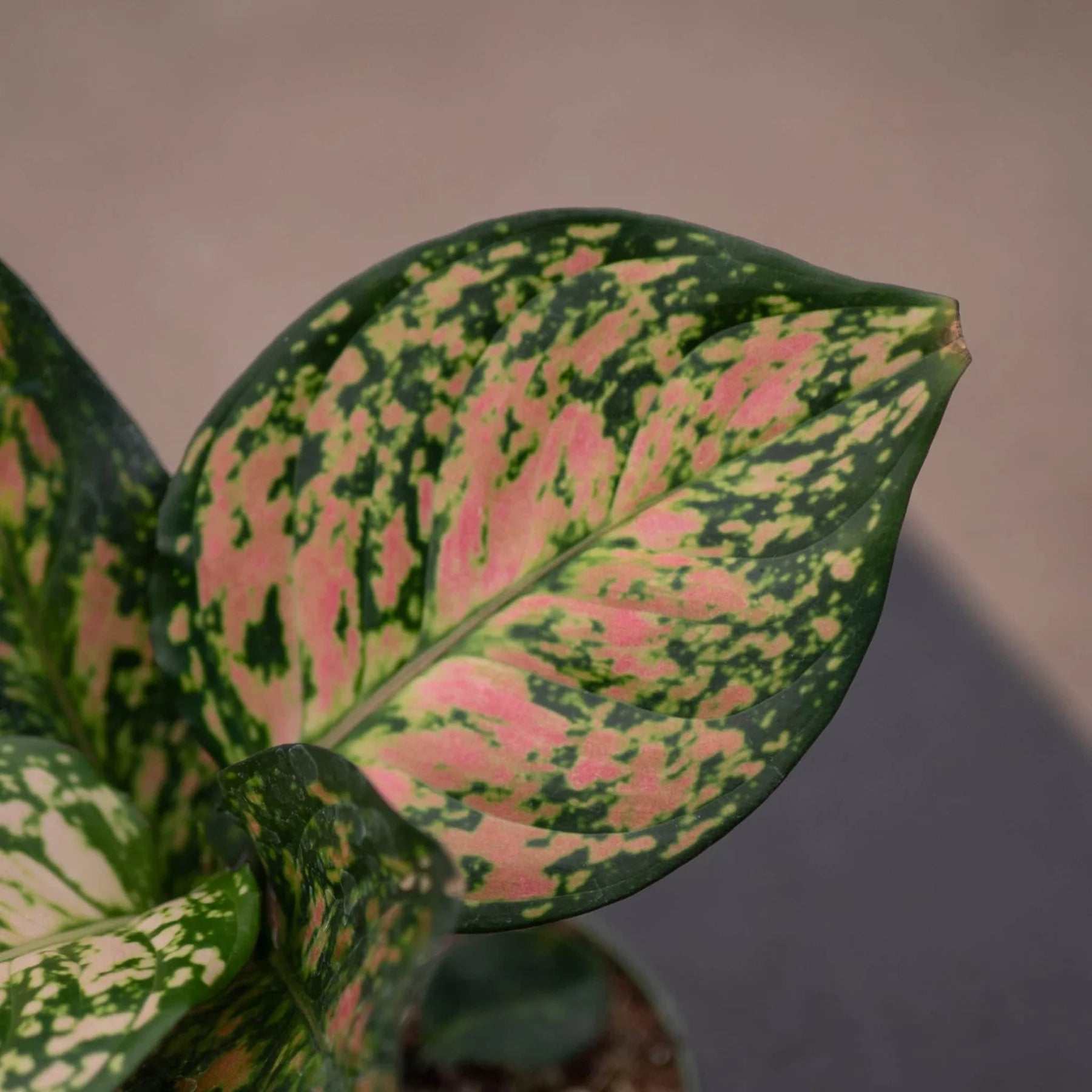 aglaonema beneficios Aglaonema | Planta tropical colorida de interior | Comprar