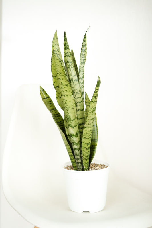 Sansevieria Zeylanica