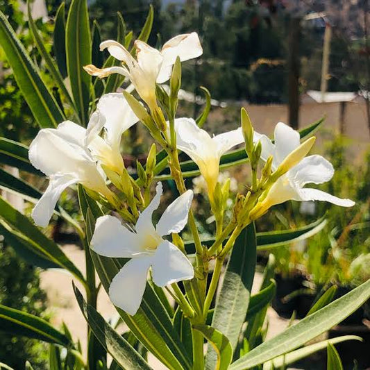 Laurel de Flor