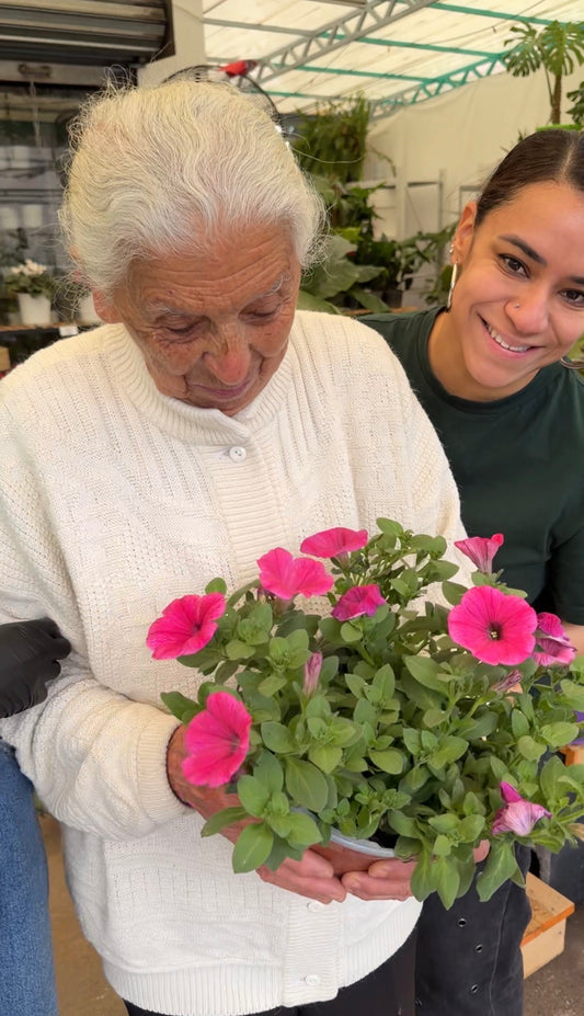 Petunia con flores rosadas