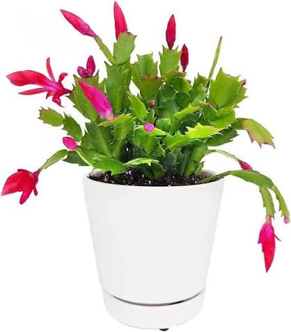 Schlumbergera patas de jaiba