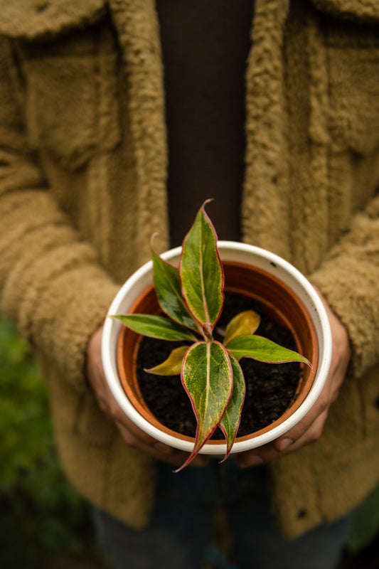 Aglaonema Siam Aurora - Kenäz