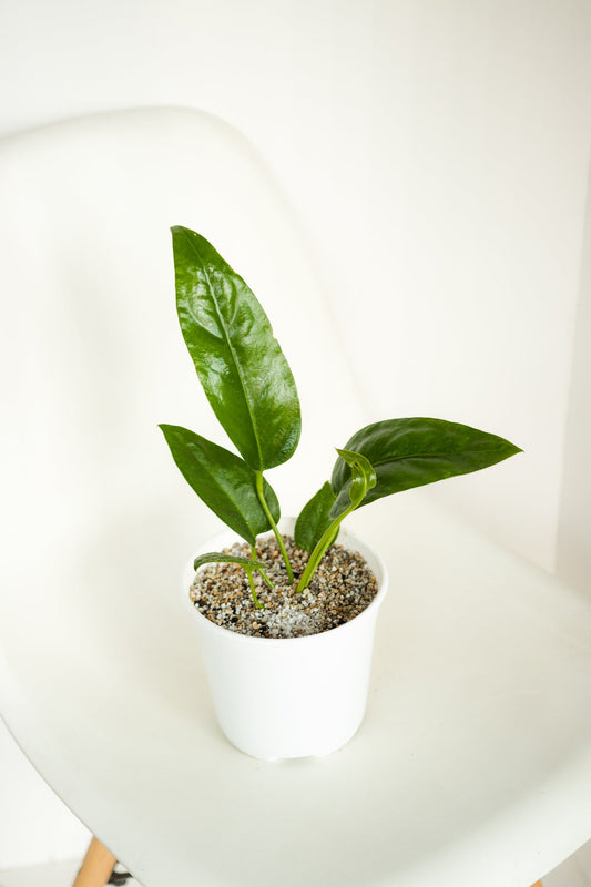 Anturio Coriaceum - Kenäz