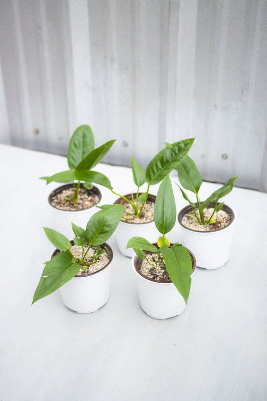Anturio Coriaceum - Kenäz