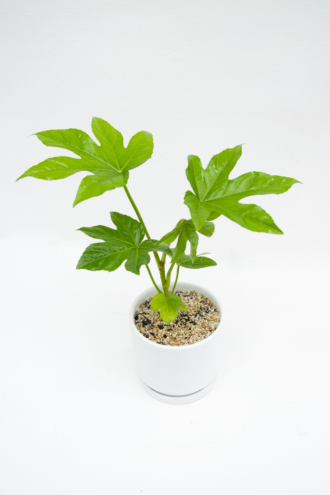 Aralia Japonica - Kenäz
