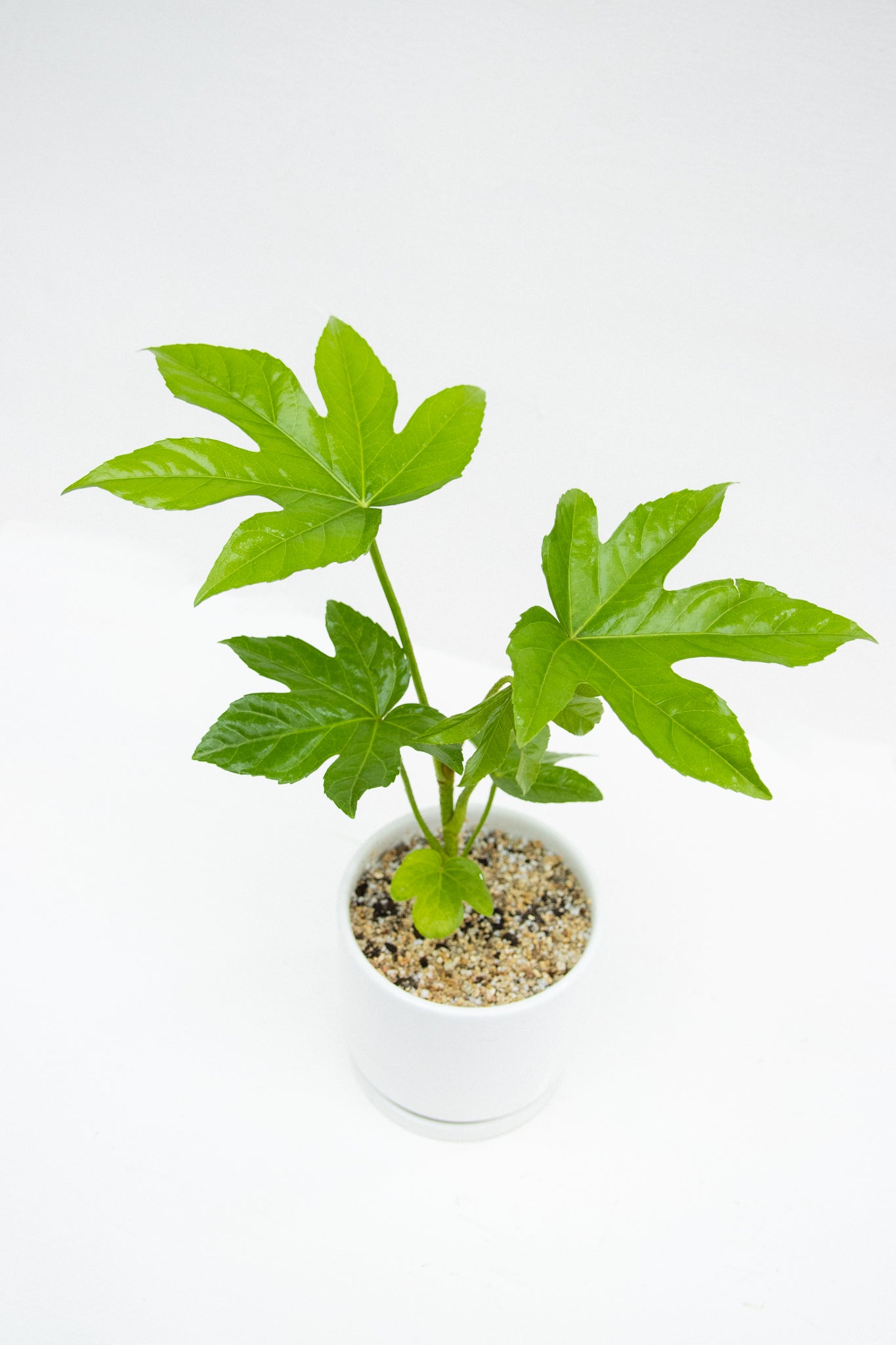 Aralia Japonica - Kenäz