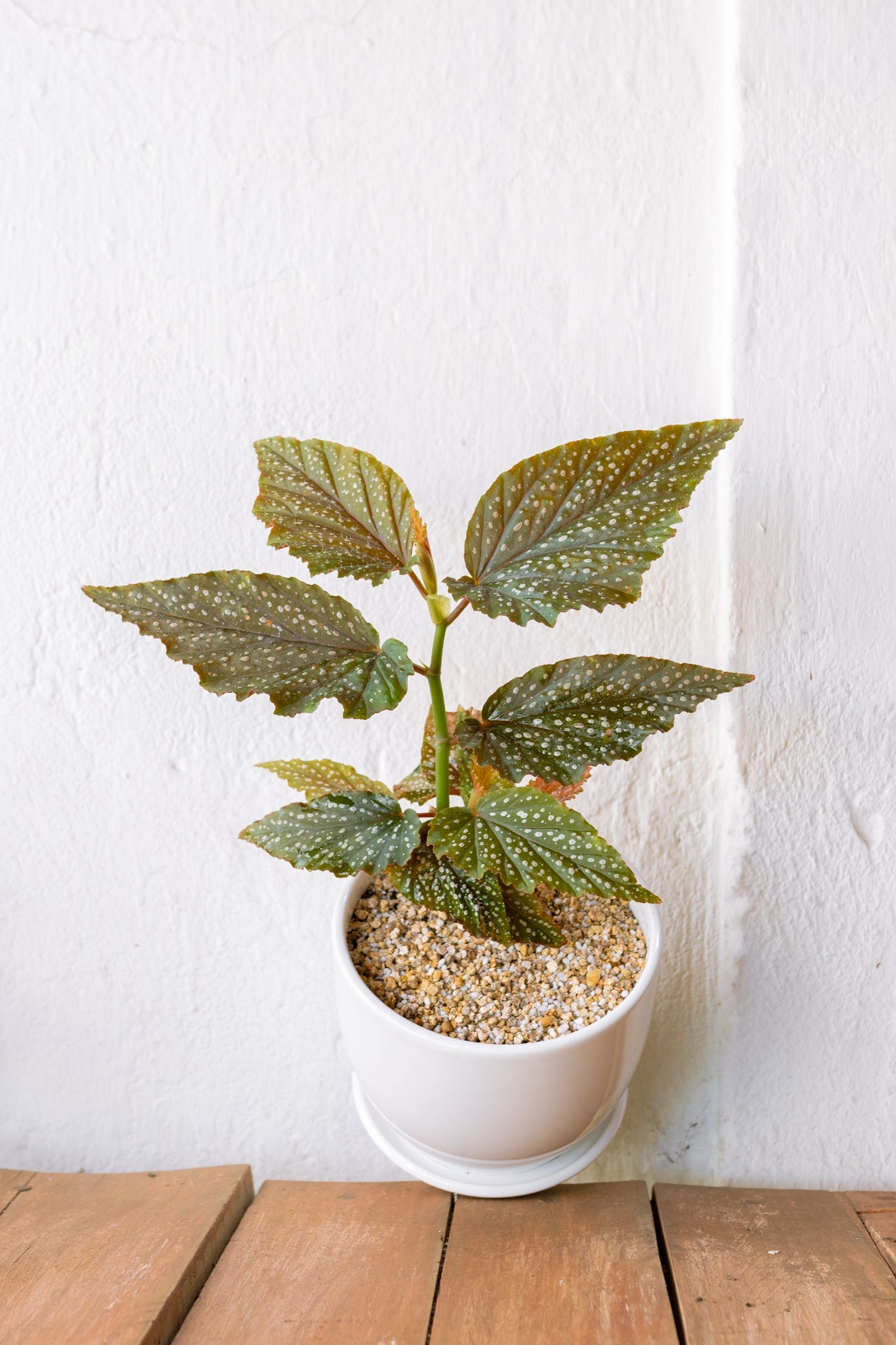 Begonia Alitas de Angel - Kenäz