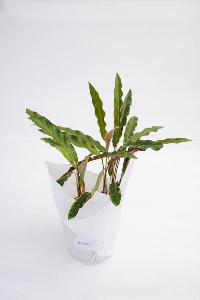 Calathea Elgar Grass | Planta tropical de interior | Comprar