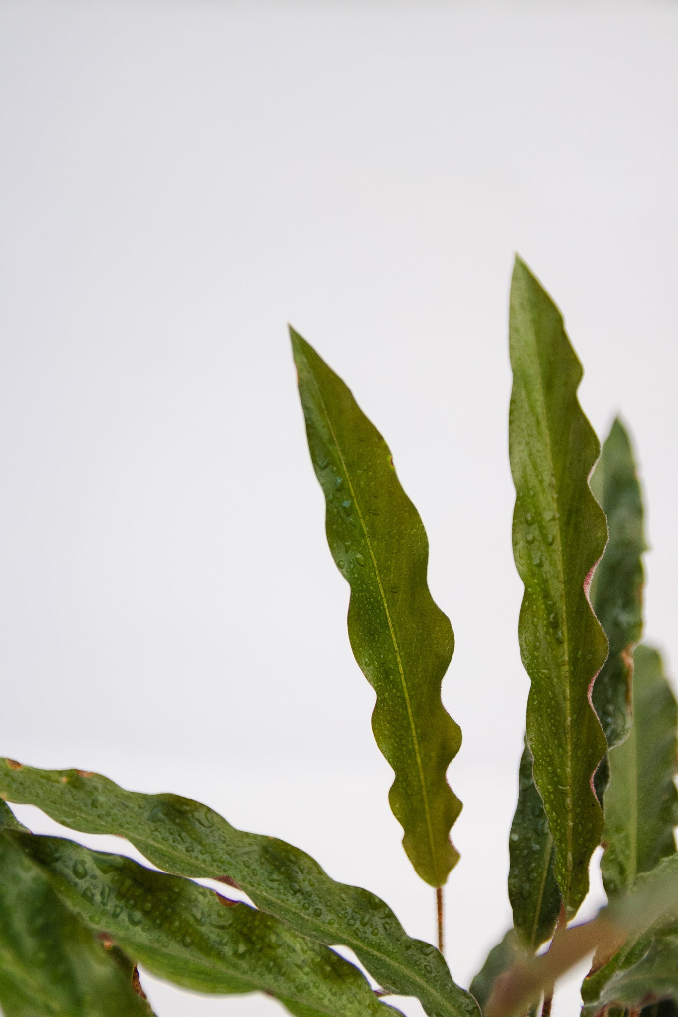 Calathea Elgar Grass | Planta tropical de interior | Comprar | Kenaz