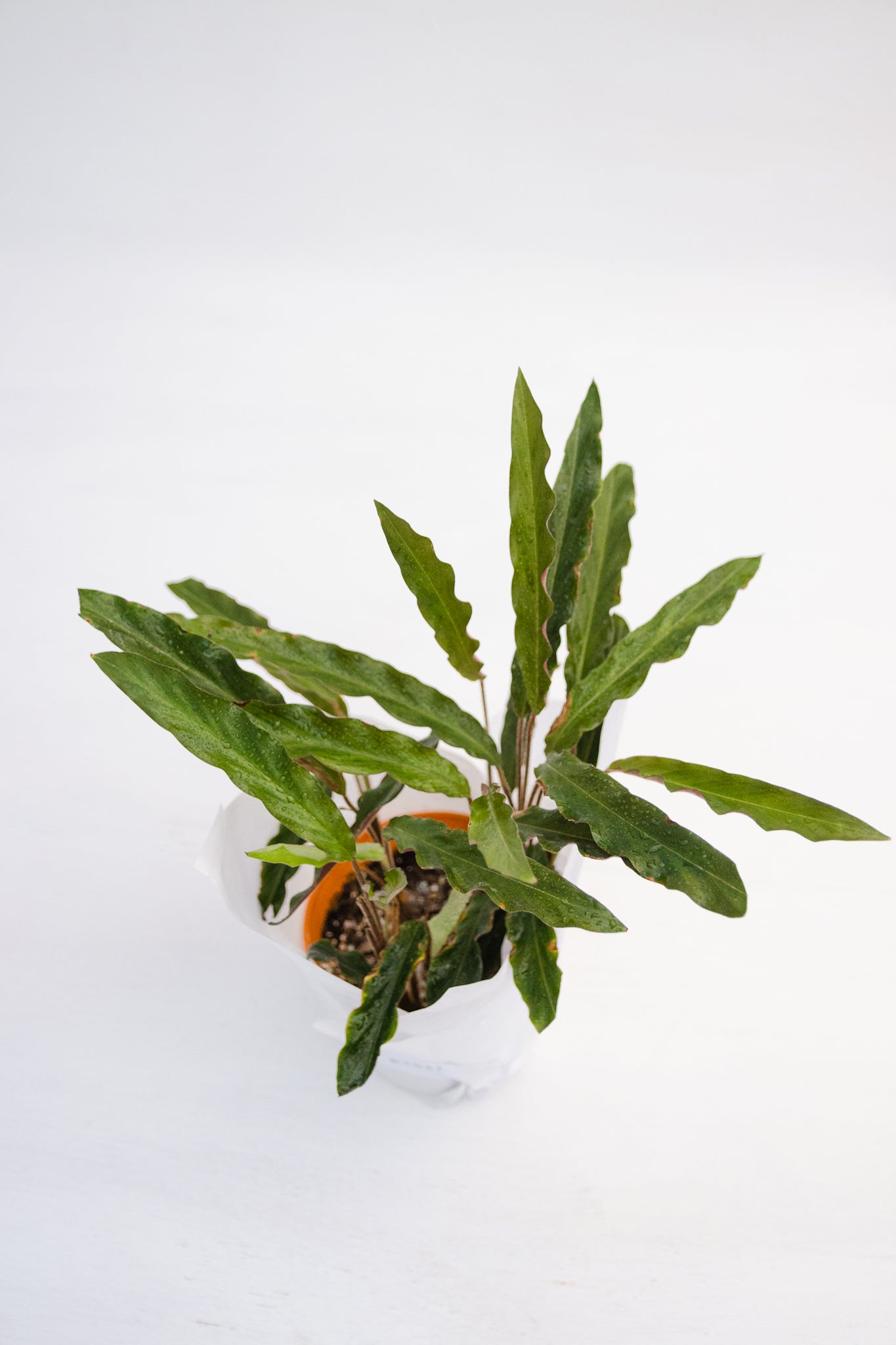 calathea elger grass Calathea Elgar Grass | Planta tropical de interior | Comprar