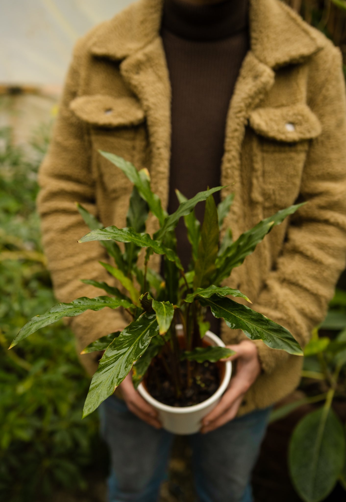 Calathea Elgar Grass | Planta tropical de interior | Comprar