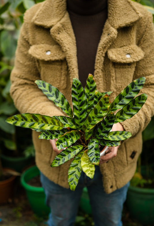 Calathea Lancifolia Insignis - Kenäz