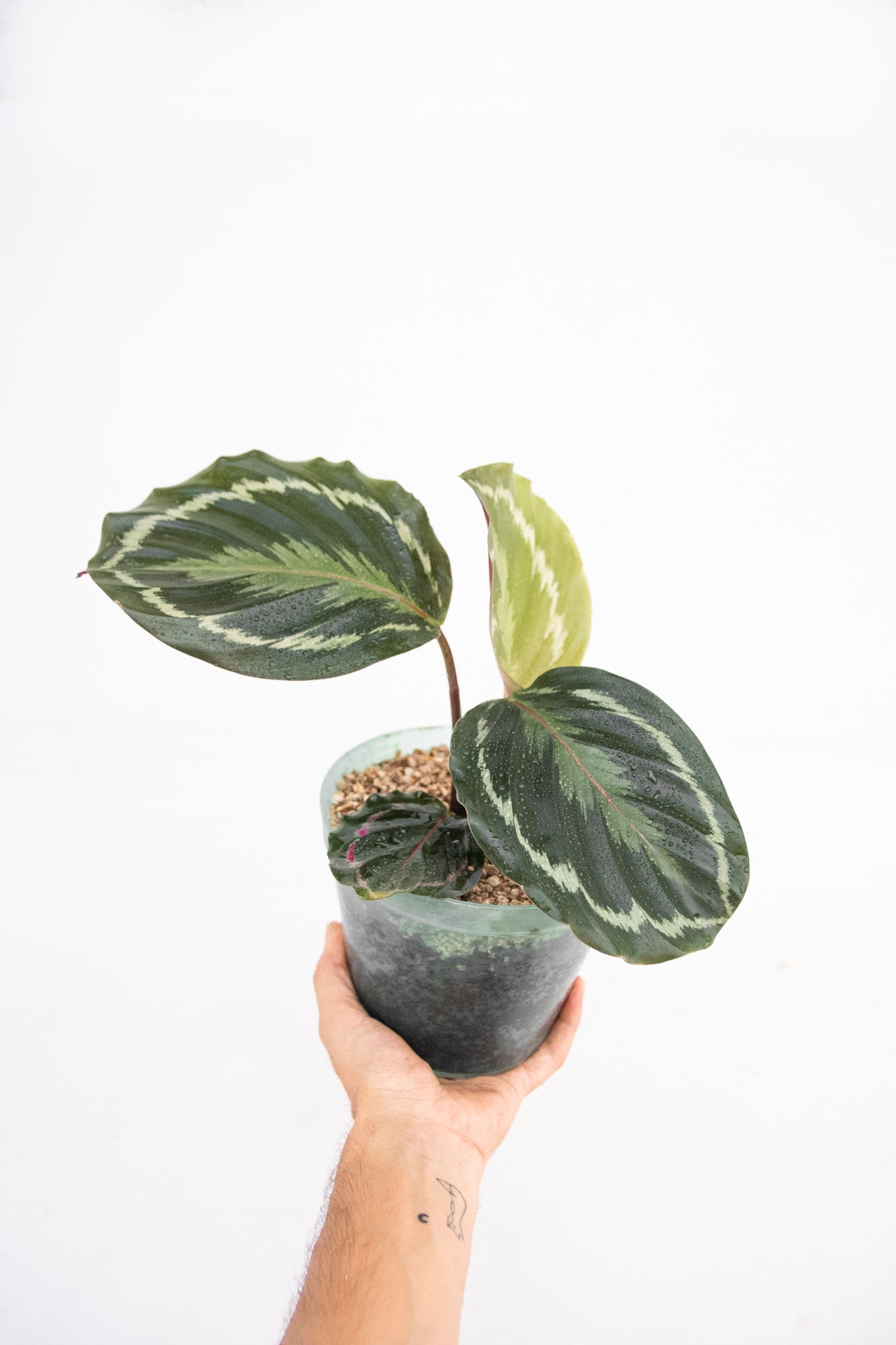 Calathea Medallion | Planta de hojas decorativas | Comprar