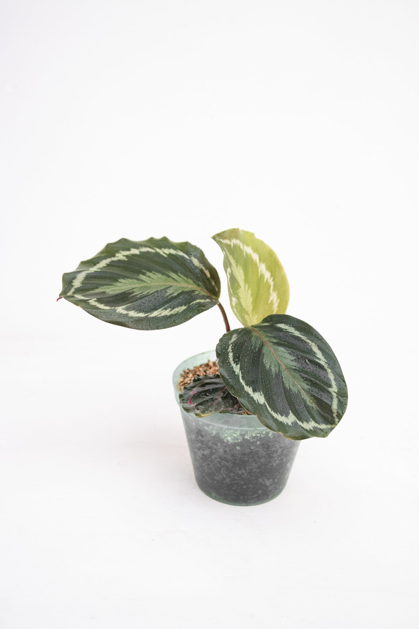 Calathea Medallion - Kenäz