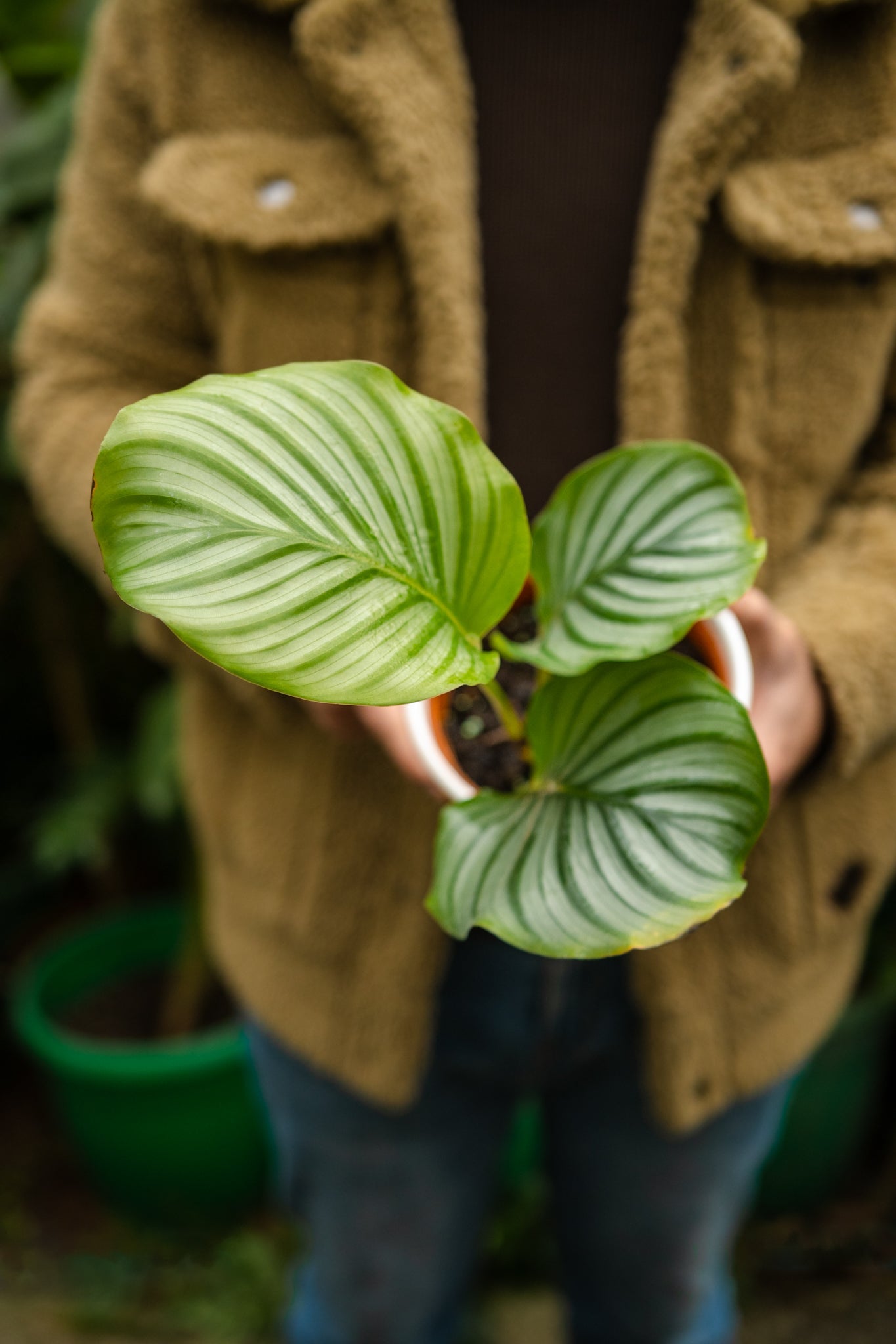 Calathea Orbifolia - Kenäz