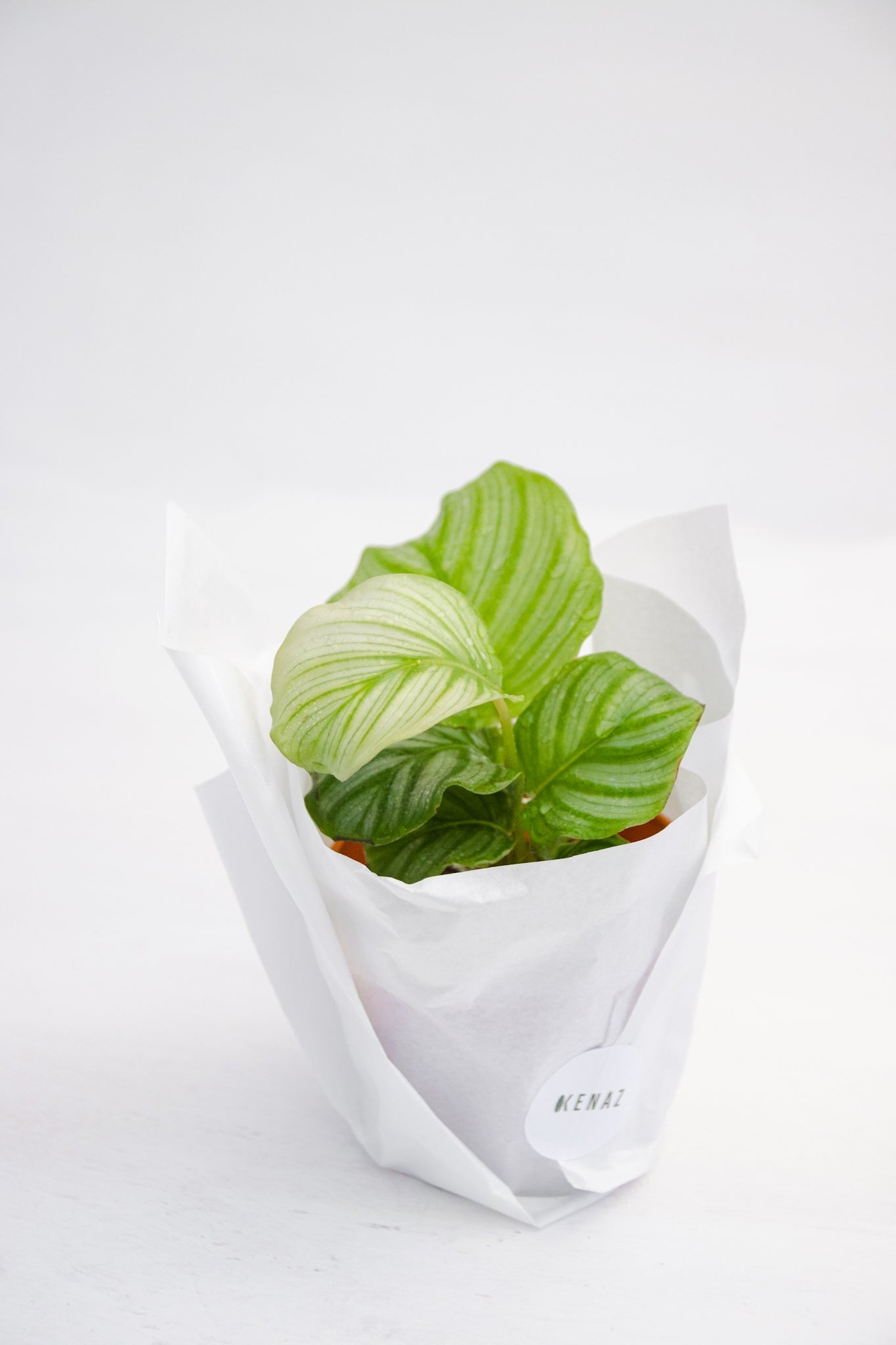 Calathea Orbifolia - Kenäz