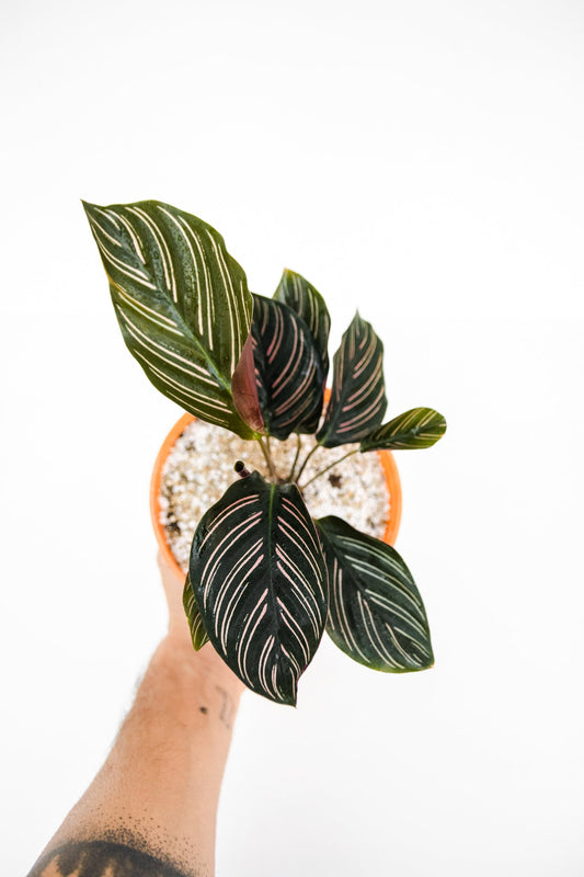 Calathea Ornata - Kenäz