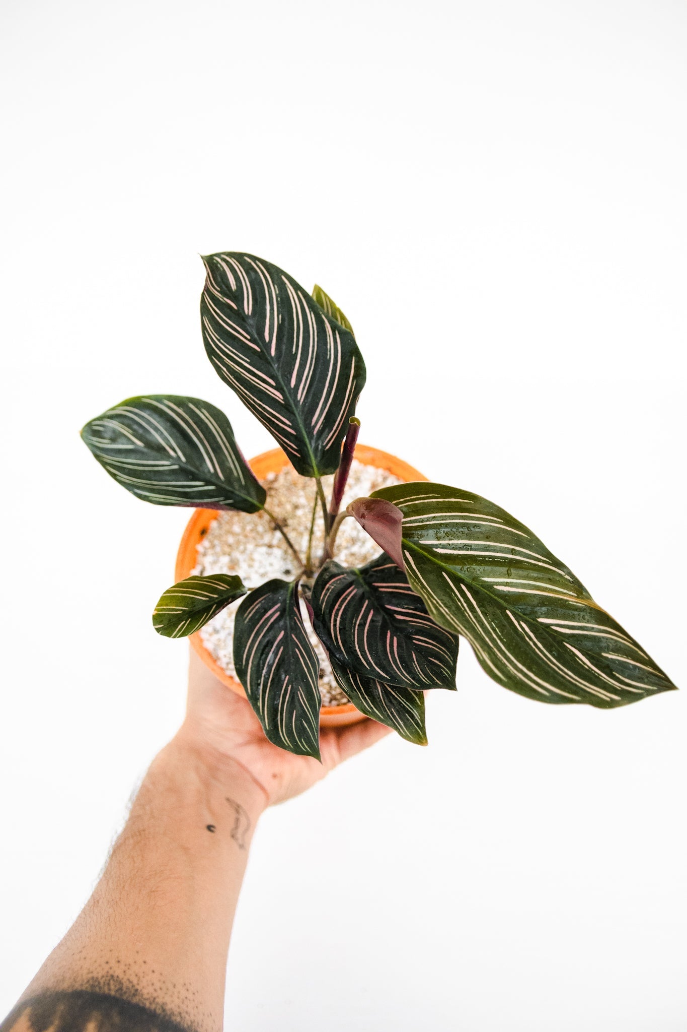 Calathea Ornata - Kenäz