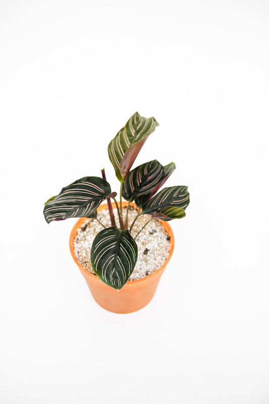 Calathea Ornata - Kenäz