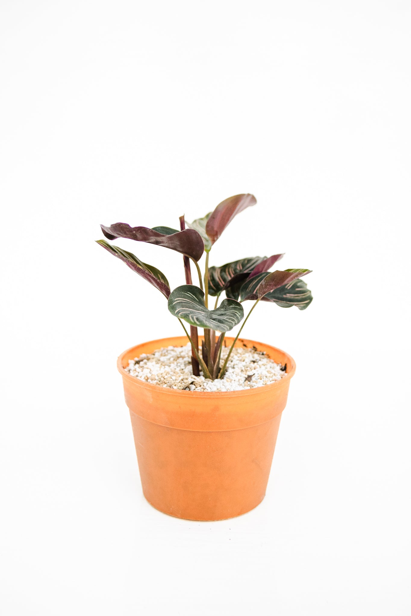 Calathea Ornata - Kenäz